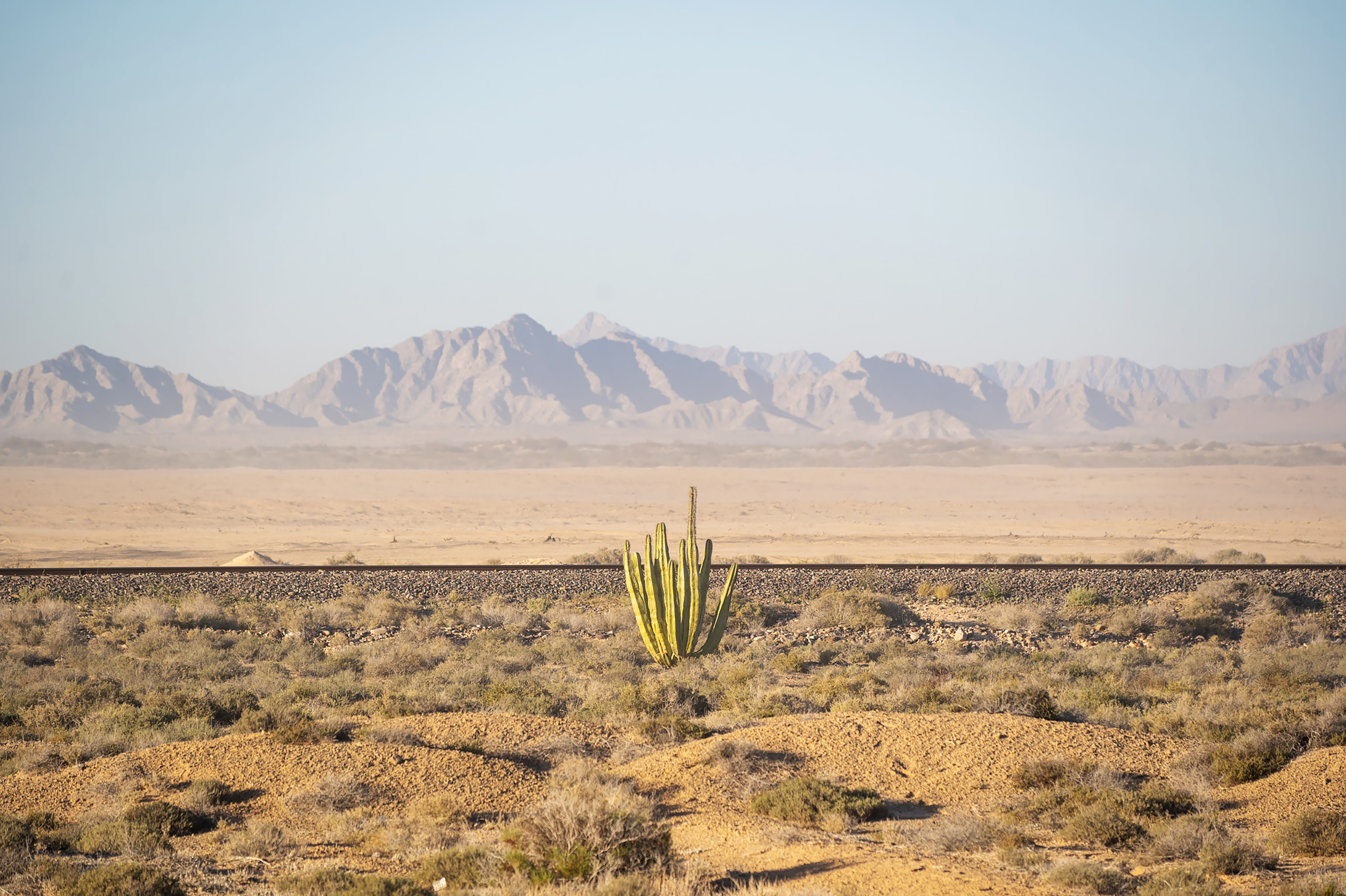 Un cactus en medio del desierto y montañas detrás