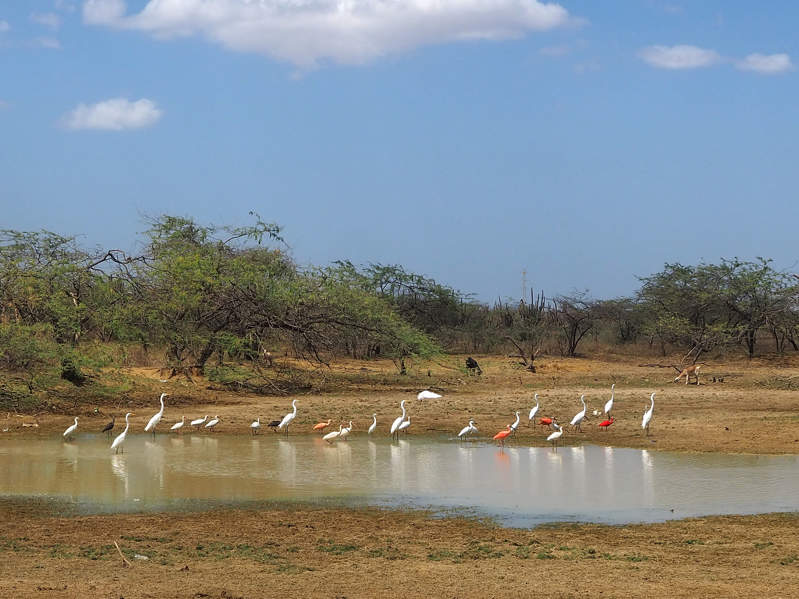 White egrets and scarlet ibis in the north of La Guajira, Colombia