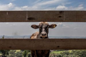 A cow looking at the camera through a gap in a wooden fence