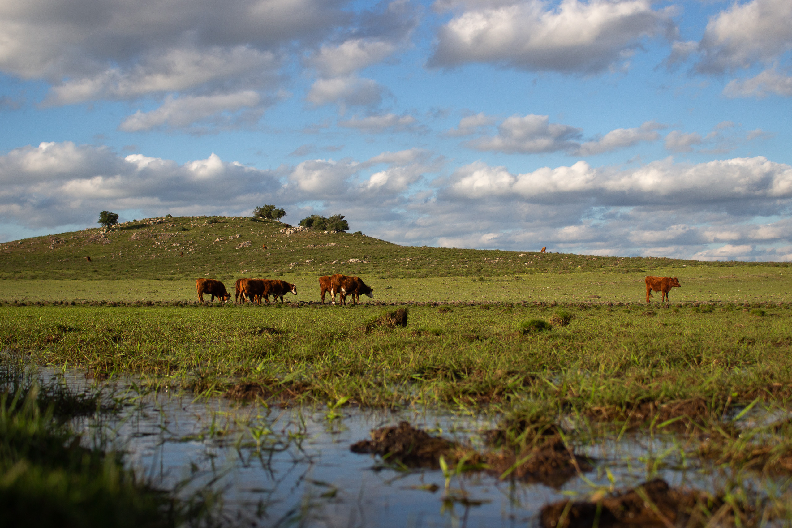 cattle in a damp field