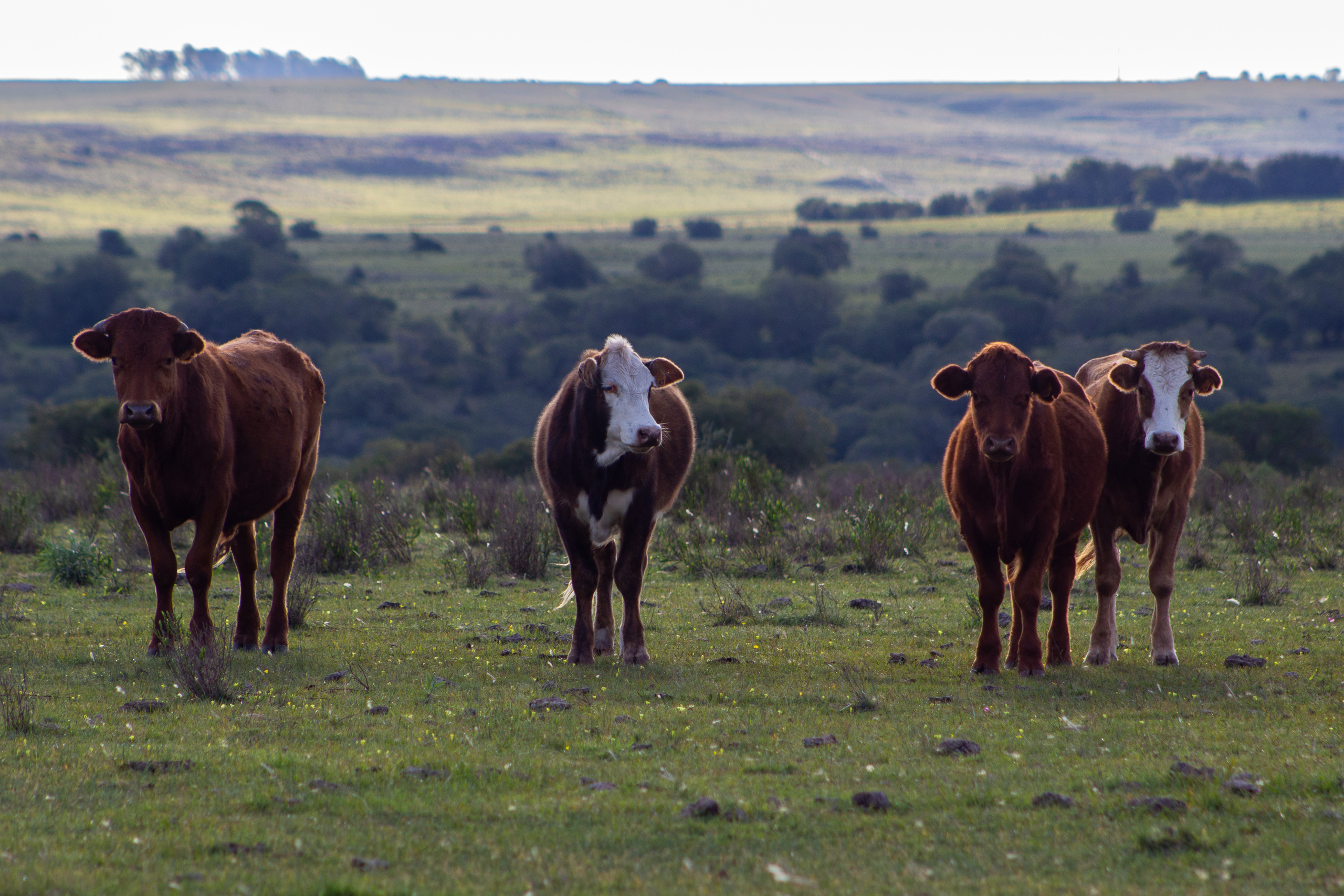 cuatro vacas en un campo