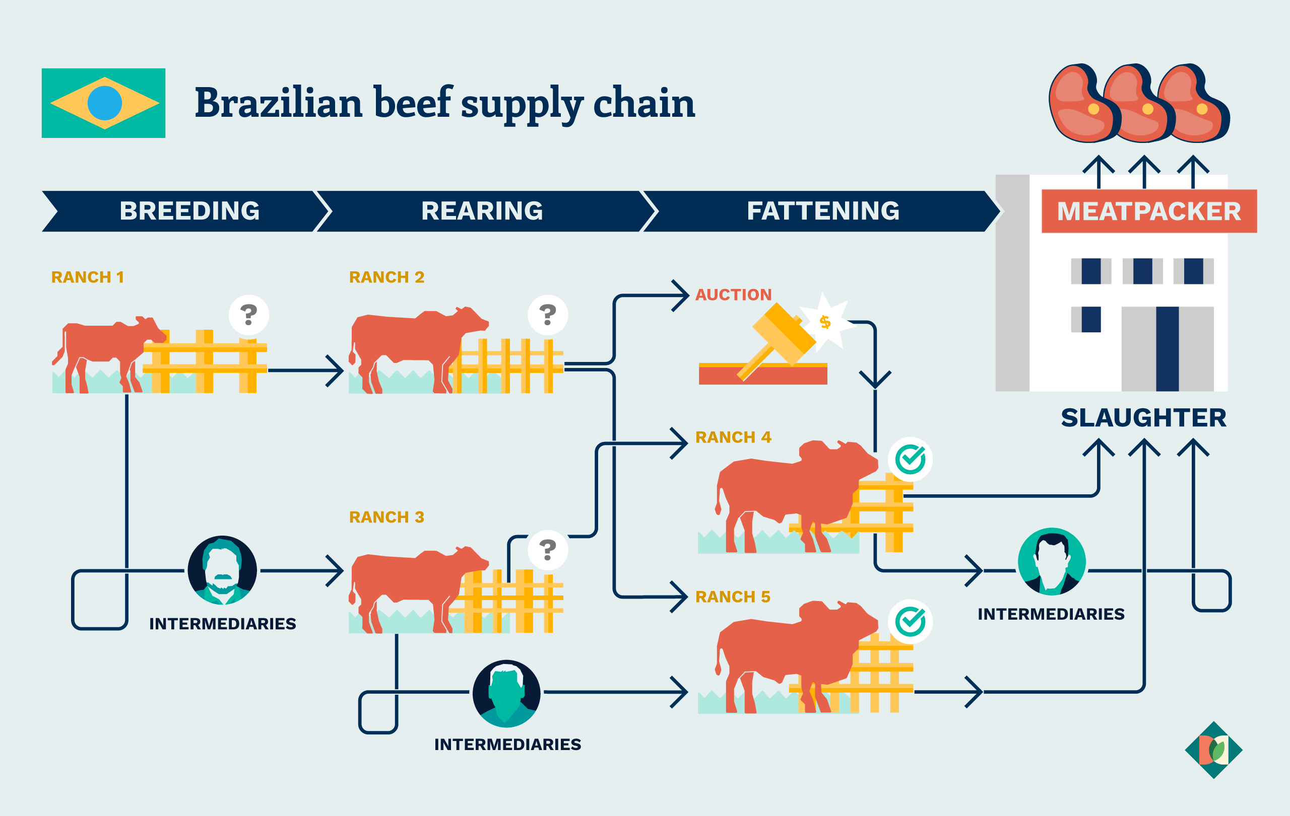 Graphic of the beef supply chain in Brazil, with the headings: Breeding, Rearing, Fattening, Slaughter and Meatpacker