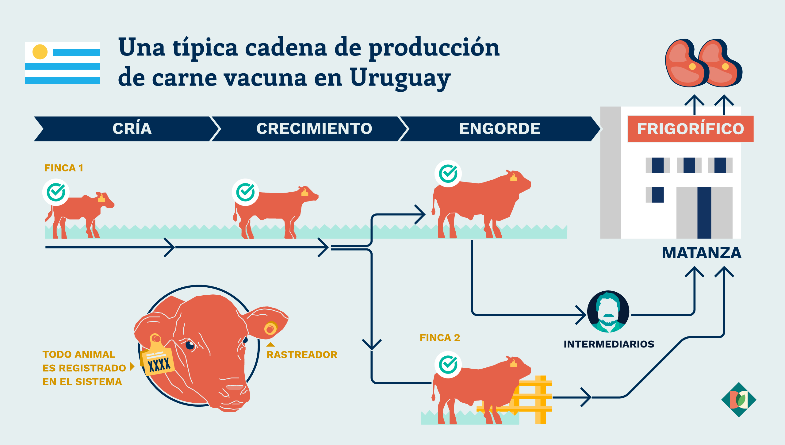 Gráfico que representa la cadena de suministro de carne vacuna de Uruguay