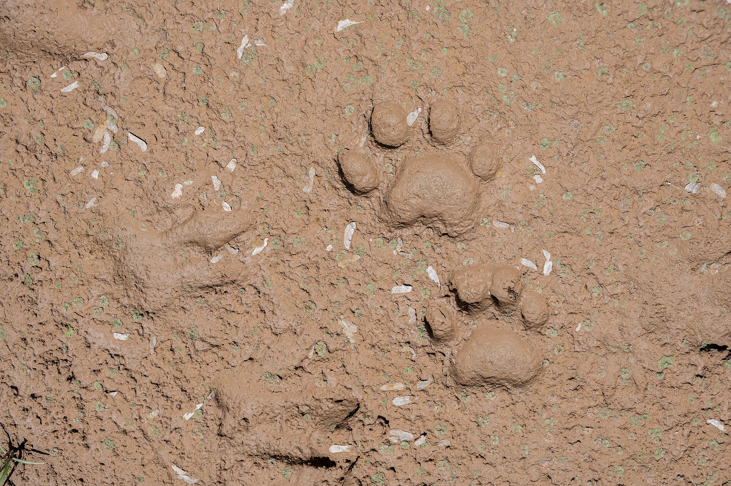 A jaguar footprint in the Chaco region, Argentina