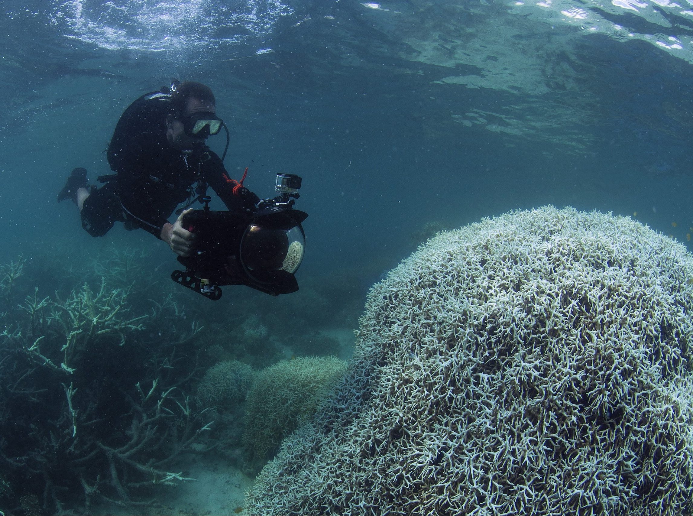 un submarinista sostiene una cámara subacuática frente a un coral blanqueado