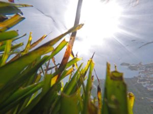 Underwater view of seagrass, sun above