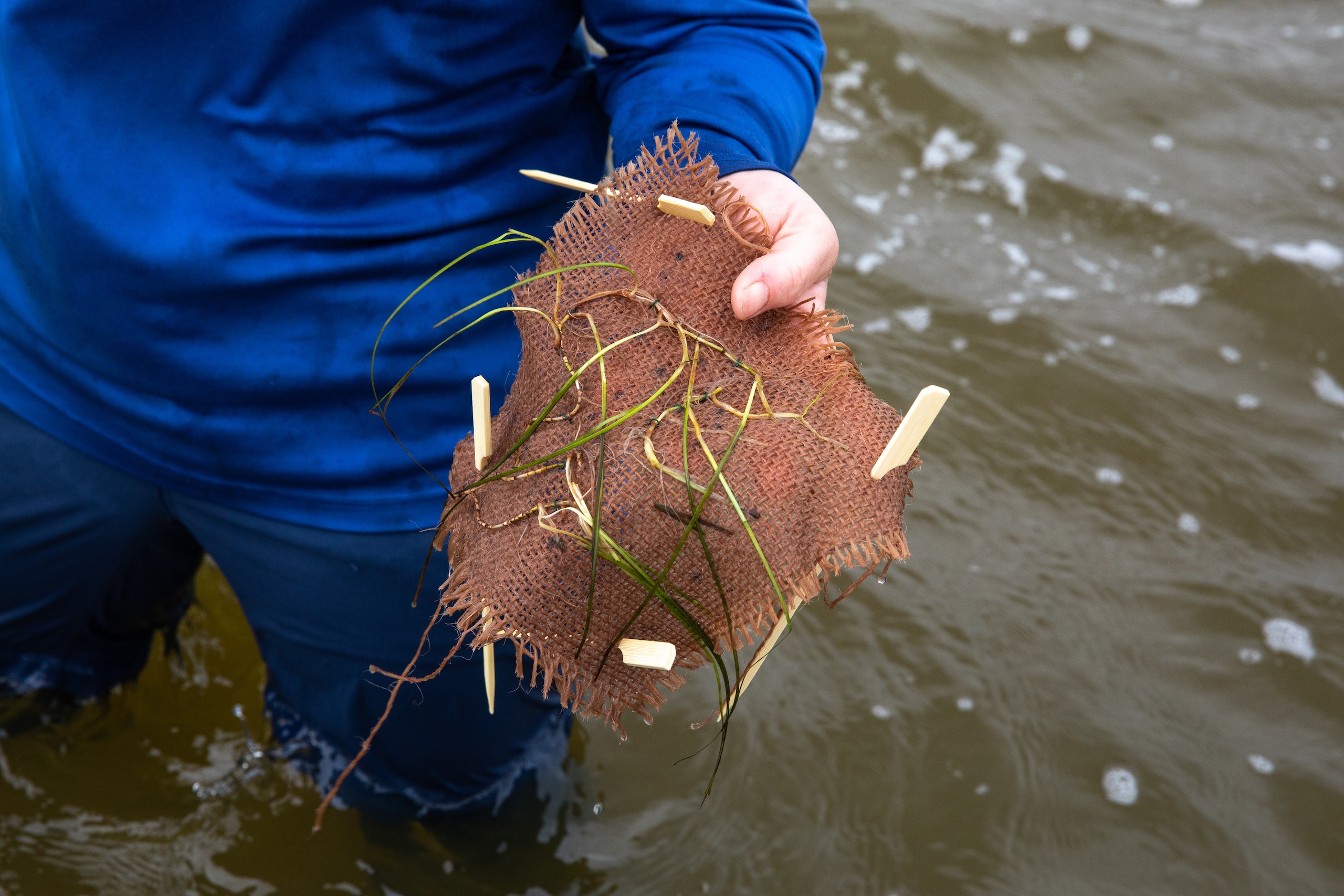 Person dressed in blue holding a square of red burlap with seagrass tied to it