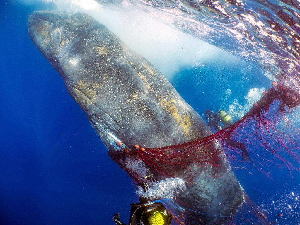 underwater photo of whale caught in red fishing net
