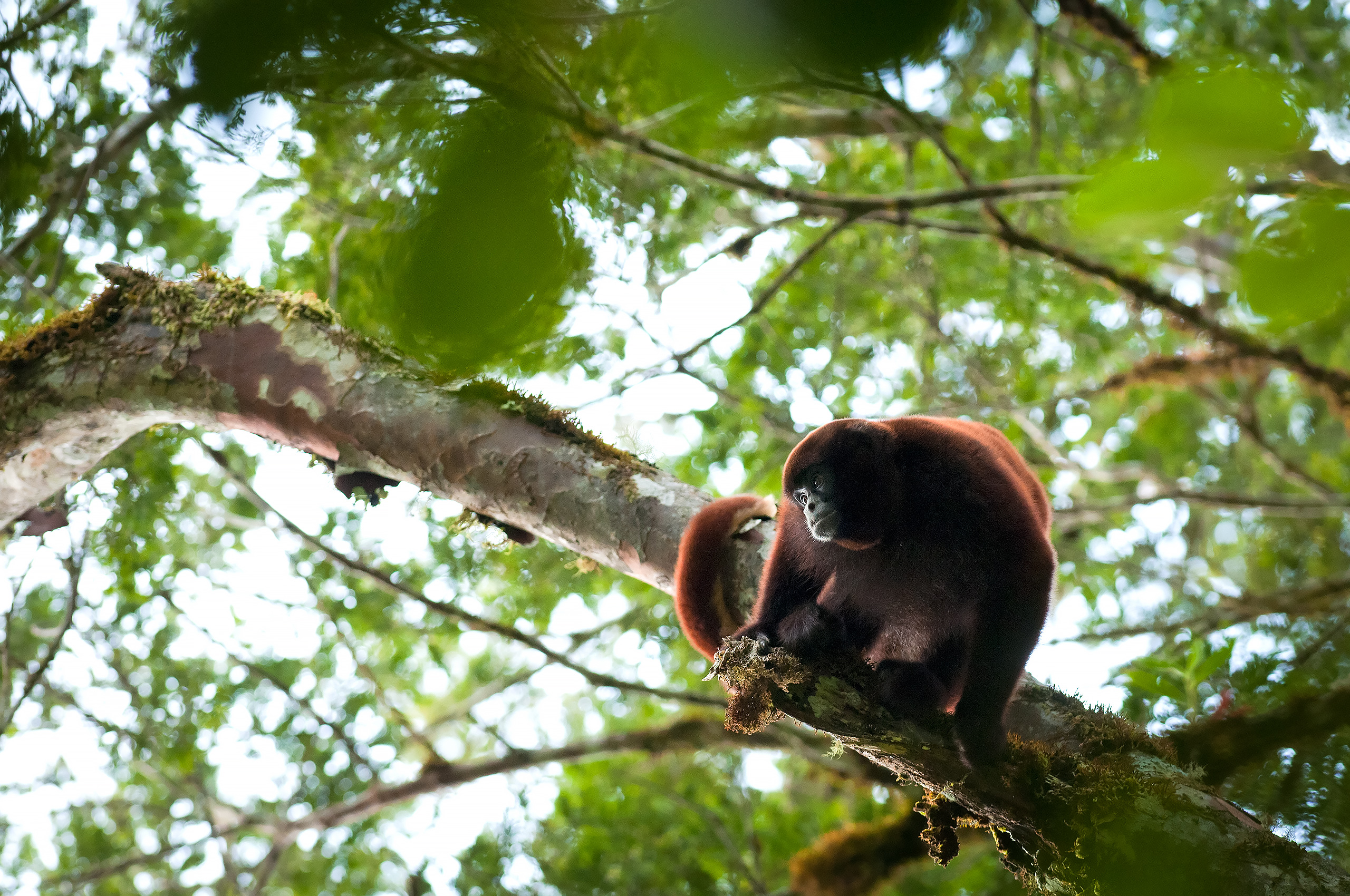 A yellow-tailed woolly monkey standing on a tree