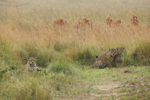 a female jaguar and her two cubs, in the Iberá National Park, in Argentina