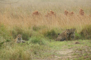 <p>Mariua, una hembra de jaguar (izquierda) y sus dos cachorros (derecha), en el Parque Nacional Iberá, en la provincia de Corrientes, Argentina. La reintroducción de jaguares en la zona comenzó en 2015 y ahora hay entre 16 y 21 ejemplares en libertad (Imagen: Magali Longo)</p>