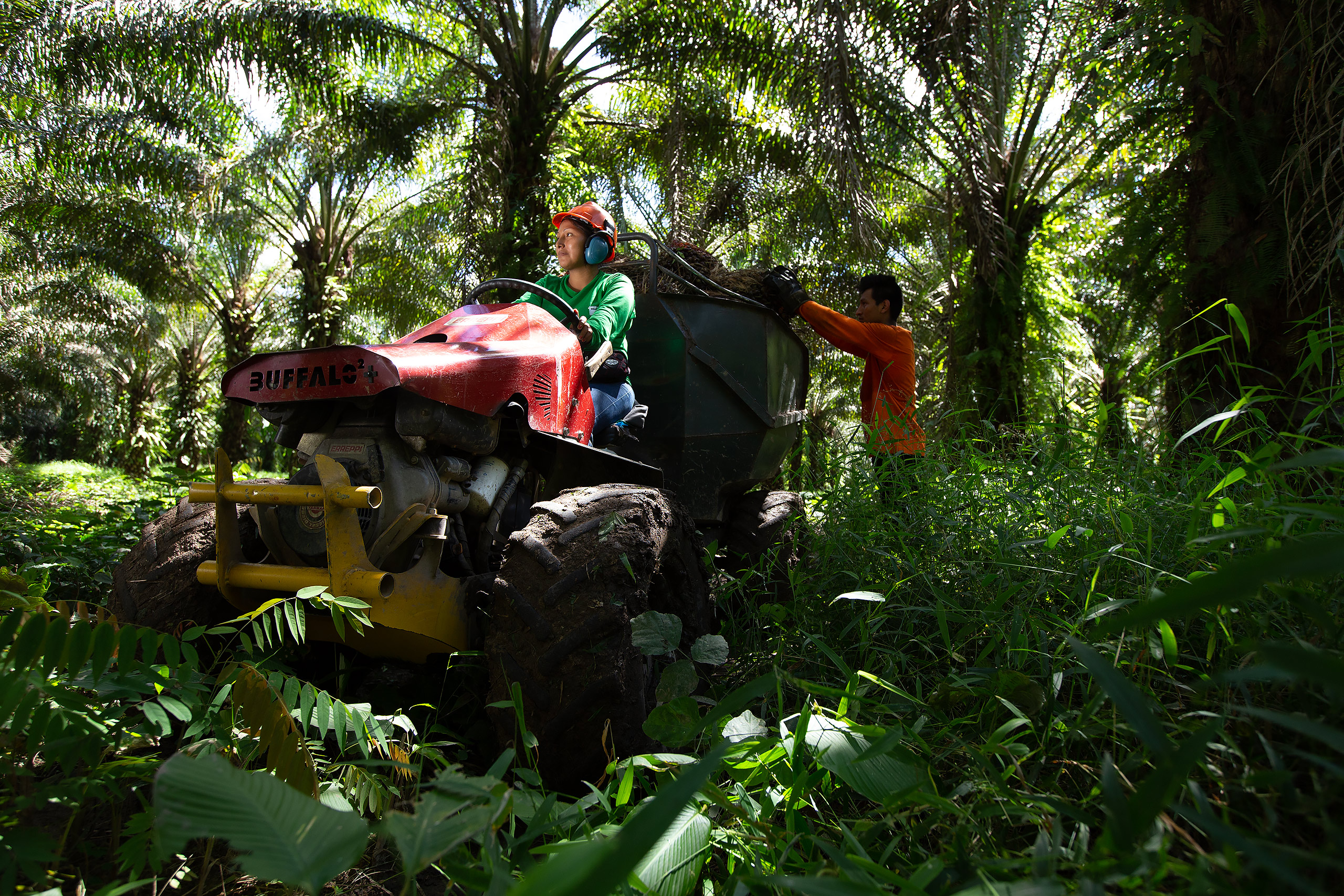trabajadores en un tractor, recolectando frutos de palma aceitera