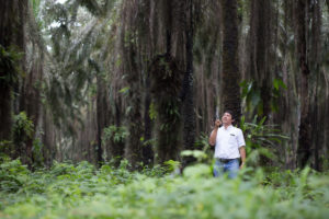 man looking up in forest clearing, palm oil plantation