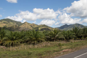 <p>Honduras has about 200,000 hectares of oil palm, almost exclusively in the north of the country (Image: <a href="https://www.flickr.com/photos/43005015@N06/49149907162/in/photolist-2iPkyAh-25QT5HB-2iJ7Ffx-2fwtJf3-TsGG7s-RQzTGt-2fB249P-24ZouHk-2ed5632-2ev1Fp3-RQAKSD-2hUd8vq-2hUd8X2-2hTc68m-2eiMDC9-2hTd83s-RDkvFD-E3hovF">Peg Hunter</a> / <a href="https://www.flickr.com/people/43005015@N06/">Flickr</a>, <a href="https://creativecommons.org/licenses/by-nc/2.0/">CC BY NC</a>)</p>