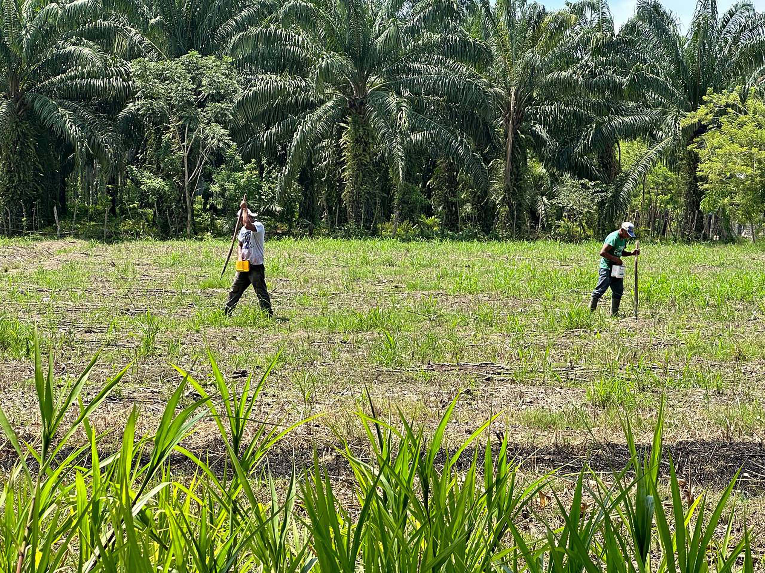 Two people work in a field, oil palm trees behind