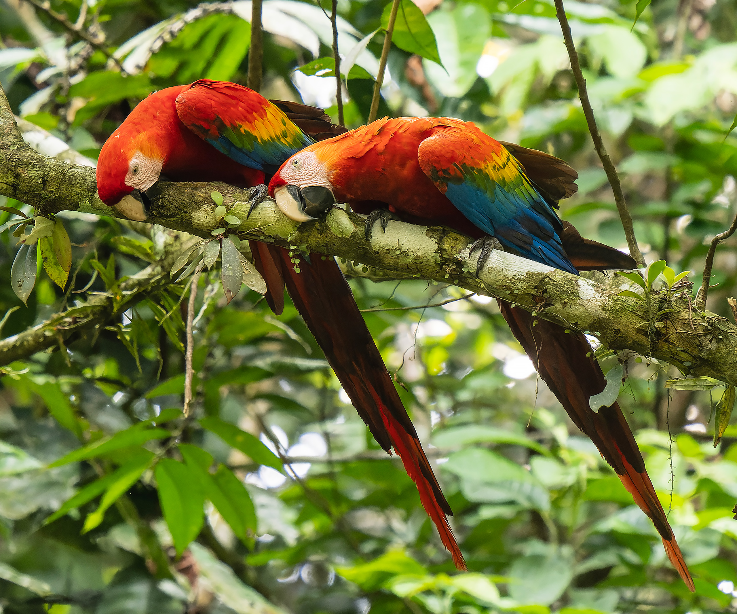 two scarlet macaws perched on a branch in rainforest