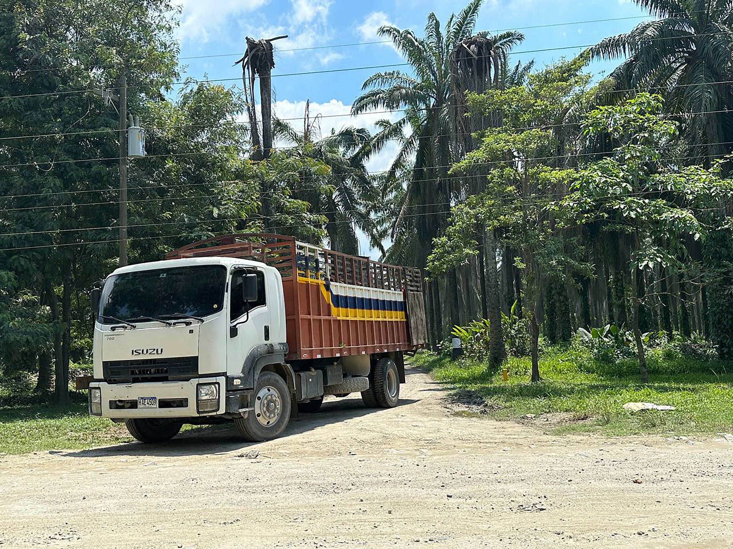 A truck on a road surrounded by oil palm trees