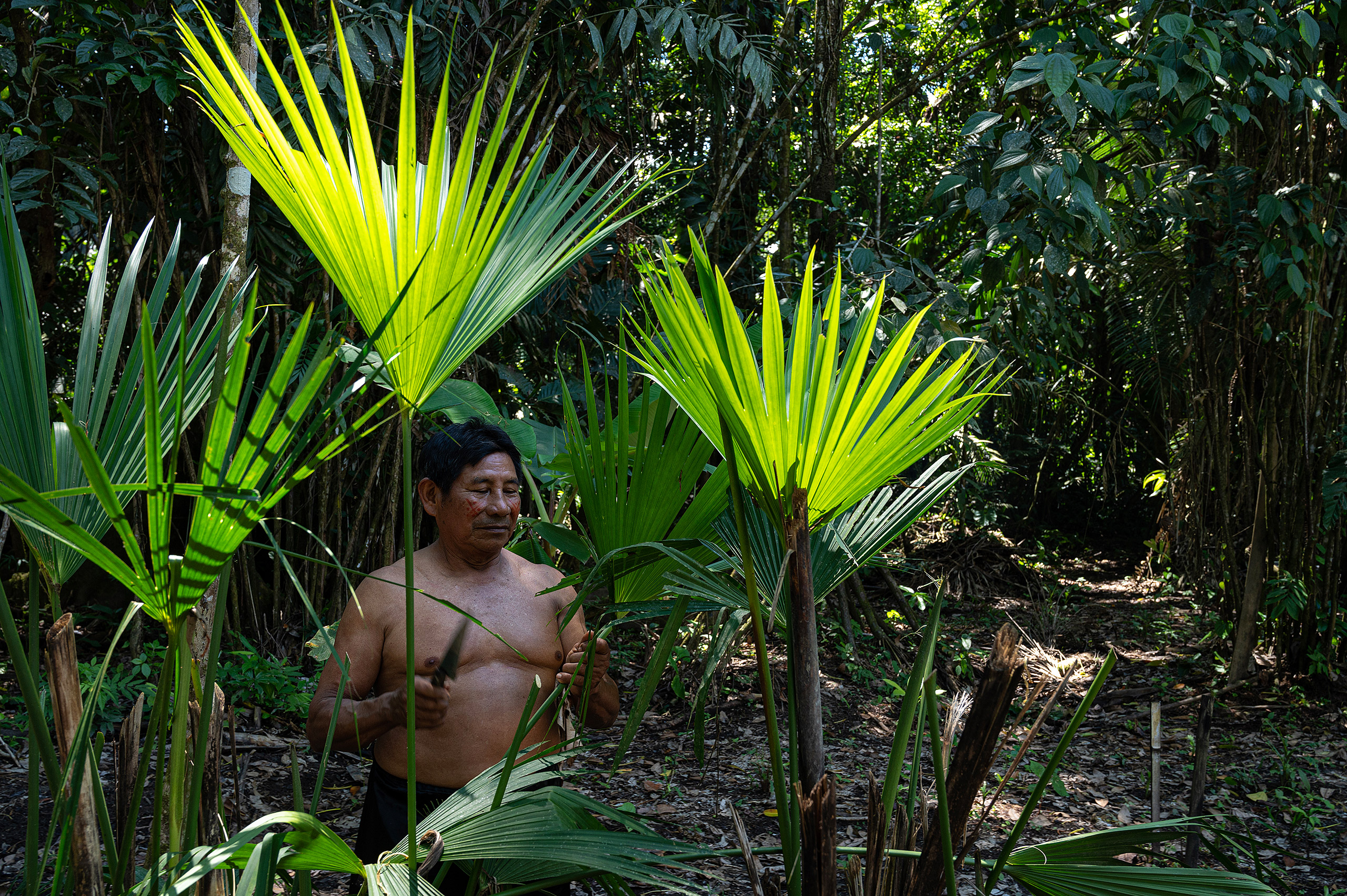 shirtless man standing in forest near tall fan palms