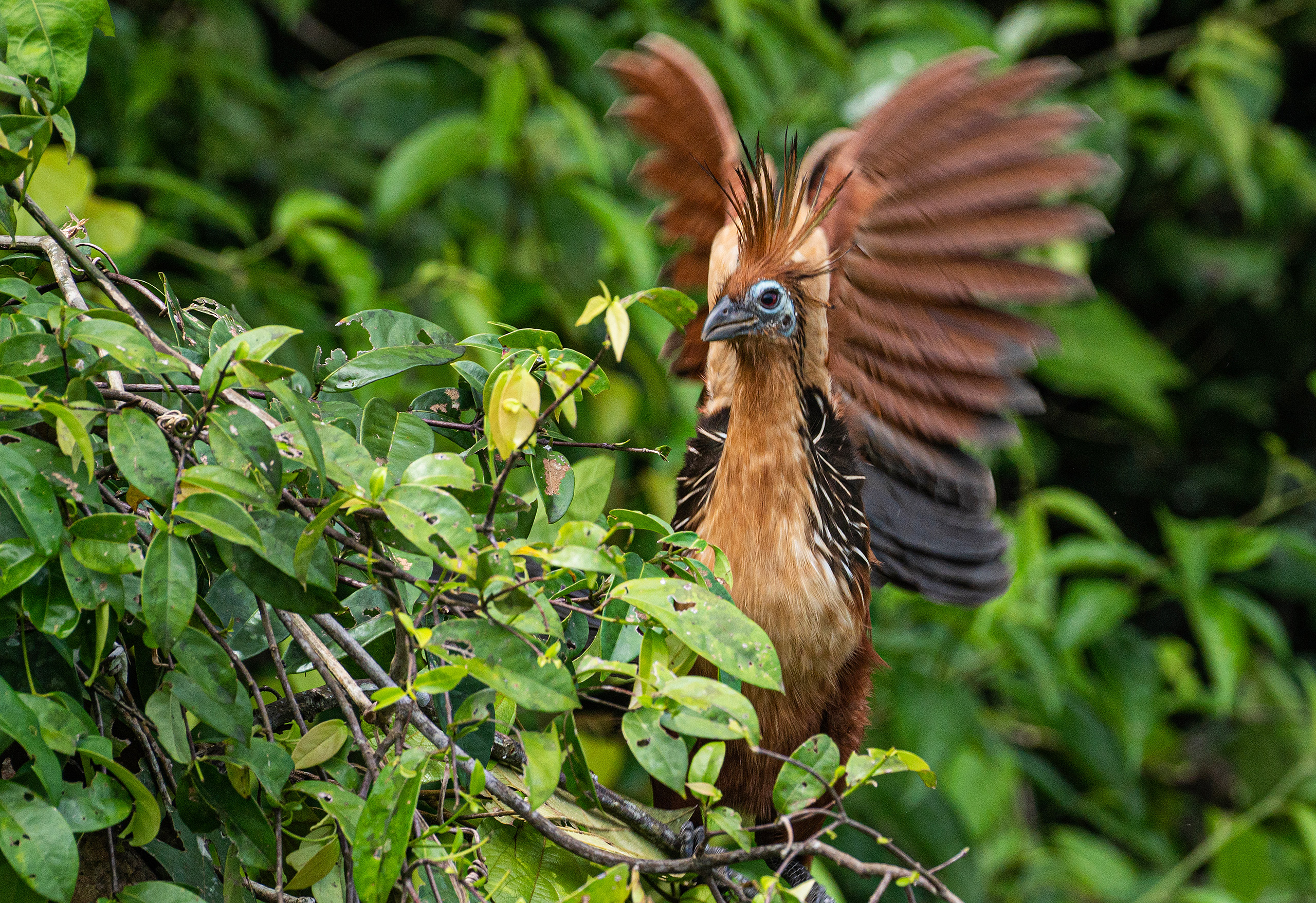 un pájaro hoatzin entre vegetación
