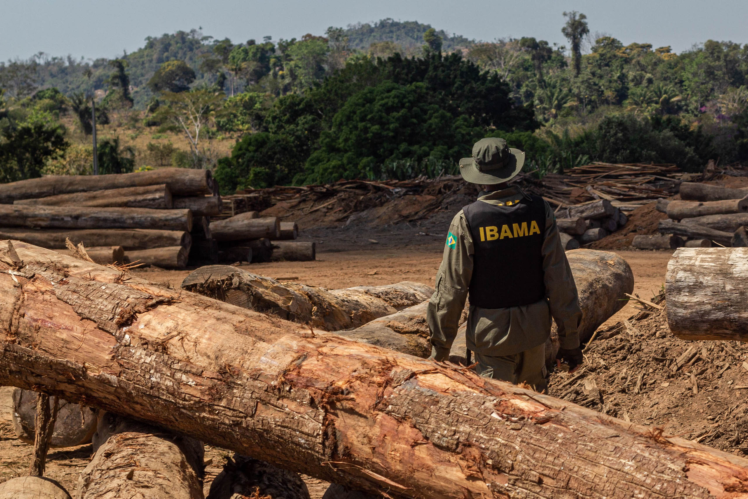Servidor do Ibama inspeciona madeira apreendida em área de desmatamento ilegal em Rondônia