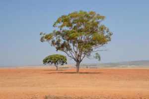 Two trees in an orange dusty field, agricultural landscape