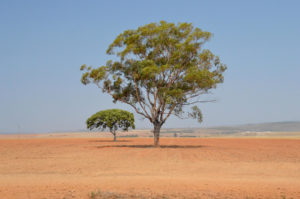 <p>Trees among the Cerrado’s dry soybean fields in the Brazilian state of Goiás. Mainly composed of savannahs, the region has fewer protections from the government and international laws than forest biomes such as the Amazon. (Image: Trajano Paiva / Alamy)</p>