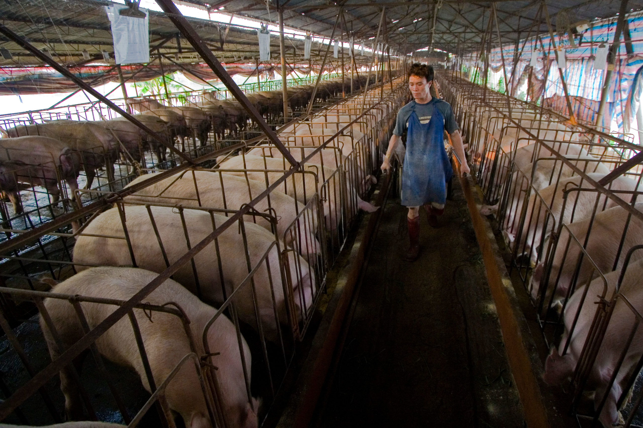 man walking in between two rows of cages containing pigs