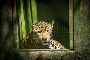 un jaguar mirando por una ventana