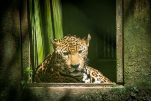 <p>Un jaguar enjaulado en el zoológico de Quistococha, en Iquitos, Perú. Gran parte de la fauna salvaje del establecimiento se rescata del comercio de animales salvajes, uno de los principales delitos medioambientales (Imagen: Karin Pezo / Alamy)</p>