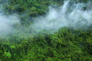 aerial view of a misty rainforest