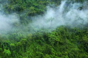 <p>New tech can use satellites and AI to measure greenhouse gas emissions reduced or absorbed by a particular activity, such as reforestation, over a period of time (Image: Michel Arnault / Alamy)</p>
