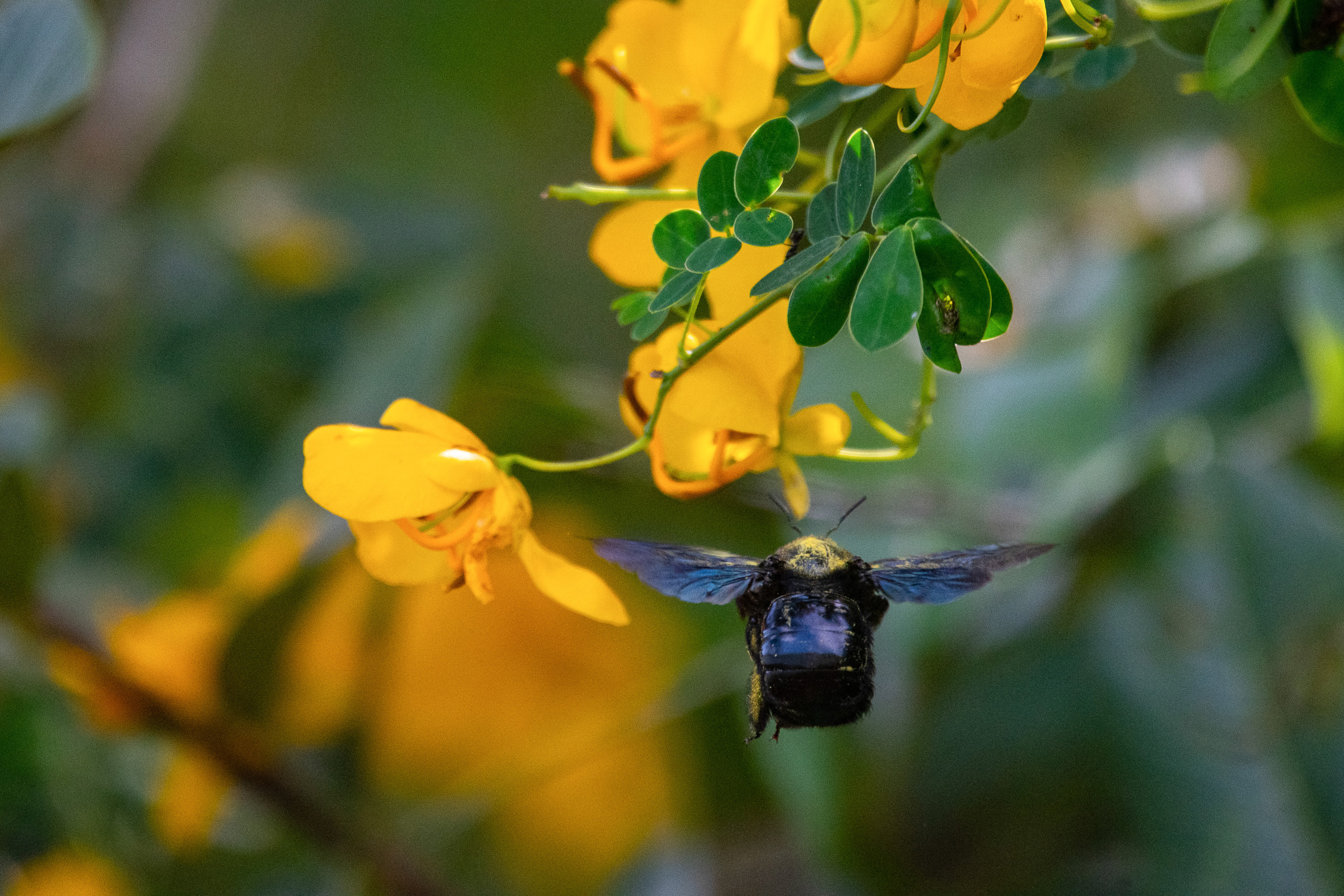 A bee feeds on nectar 