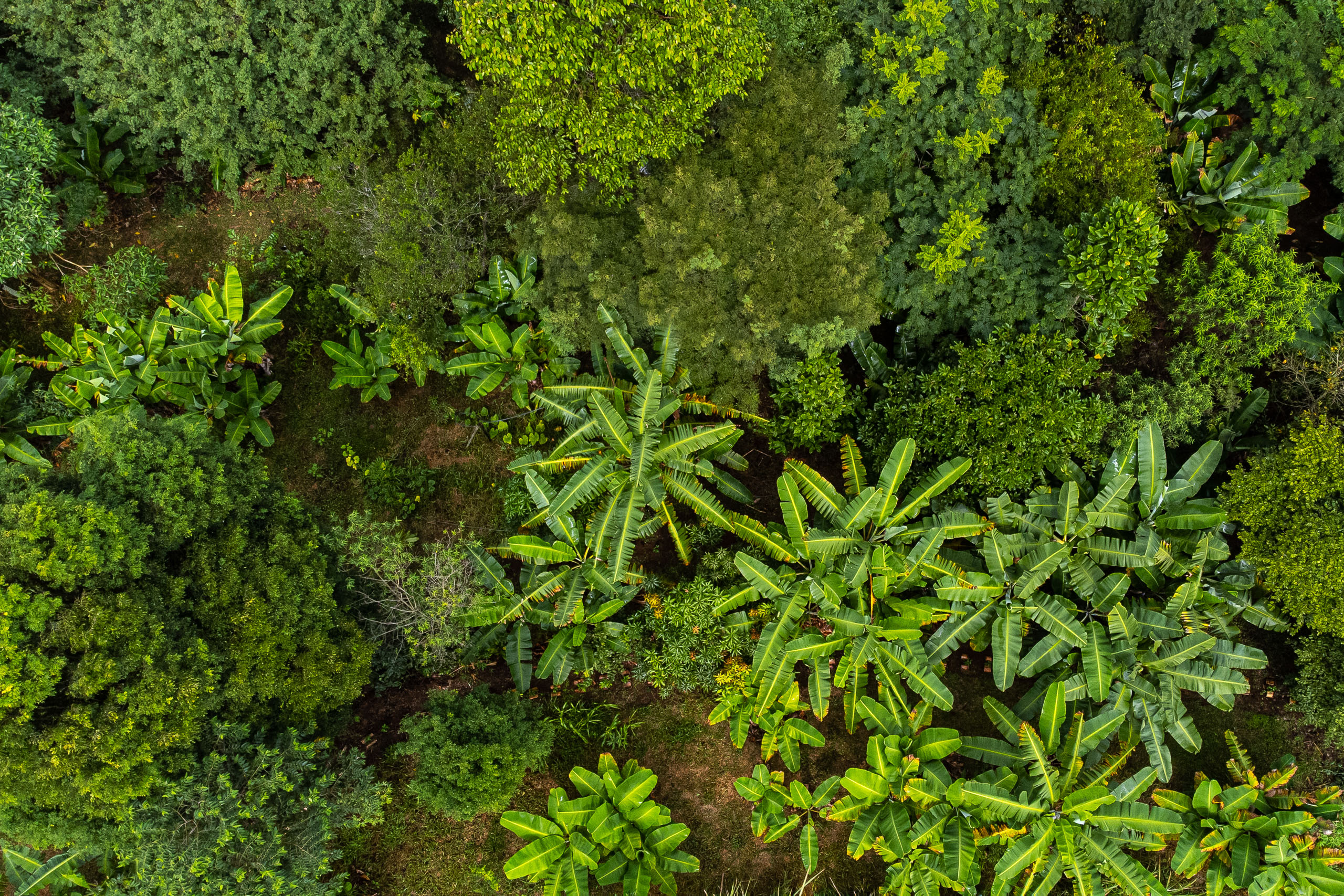 Aerial view of banana trees 