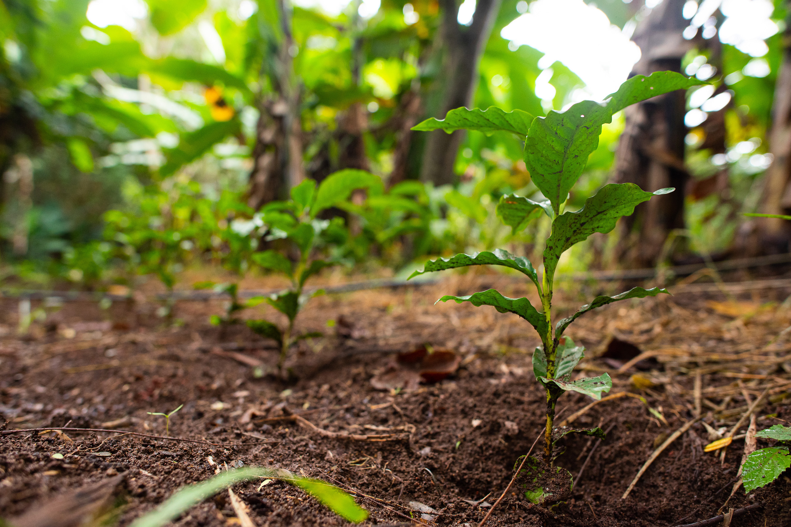 Coffee seedlings 