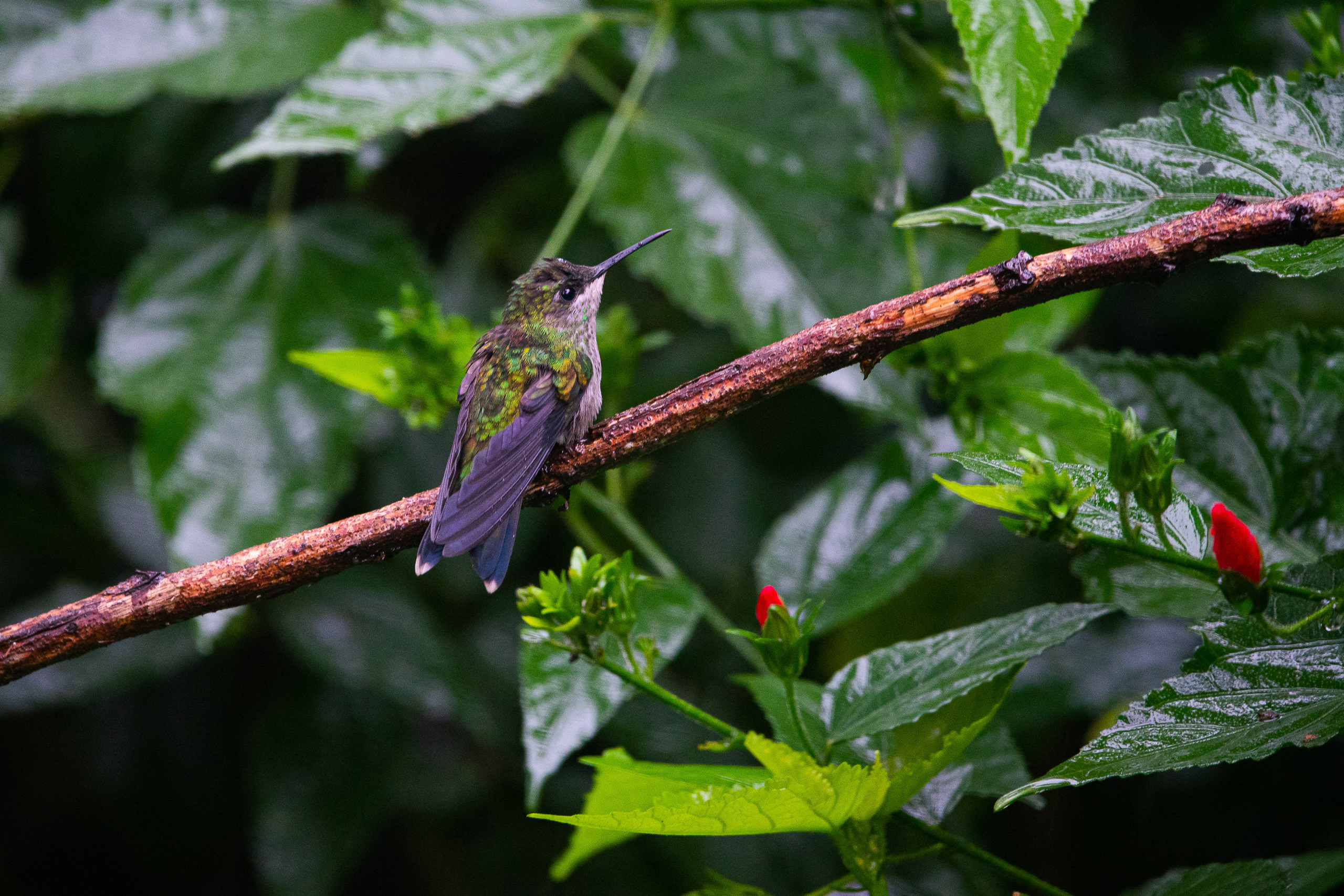 A female green scissor hummingbird in the forest