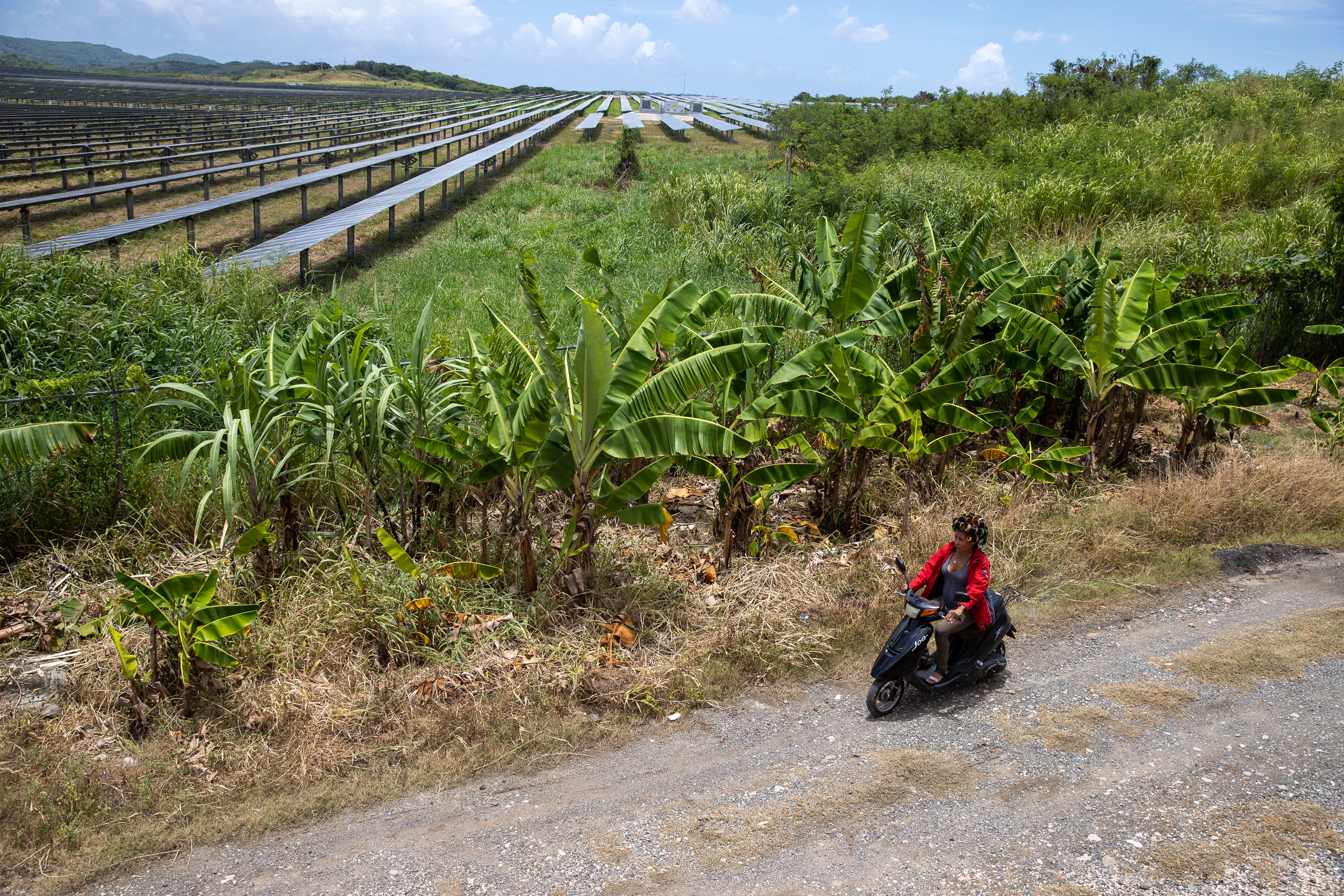 woman on scooter on road bordered by banana plants with solar field in background