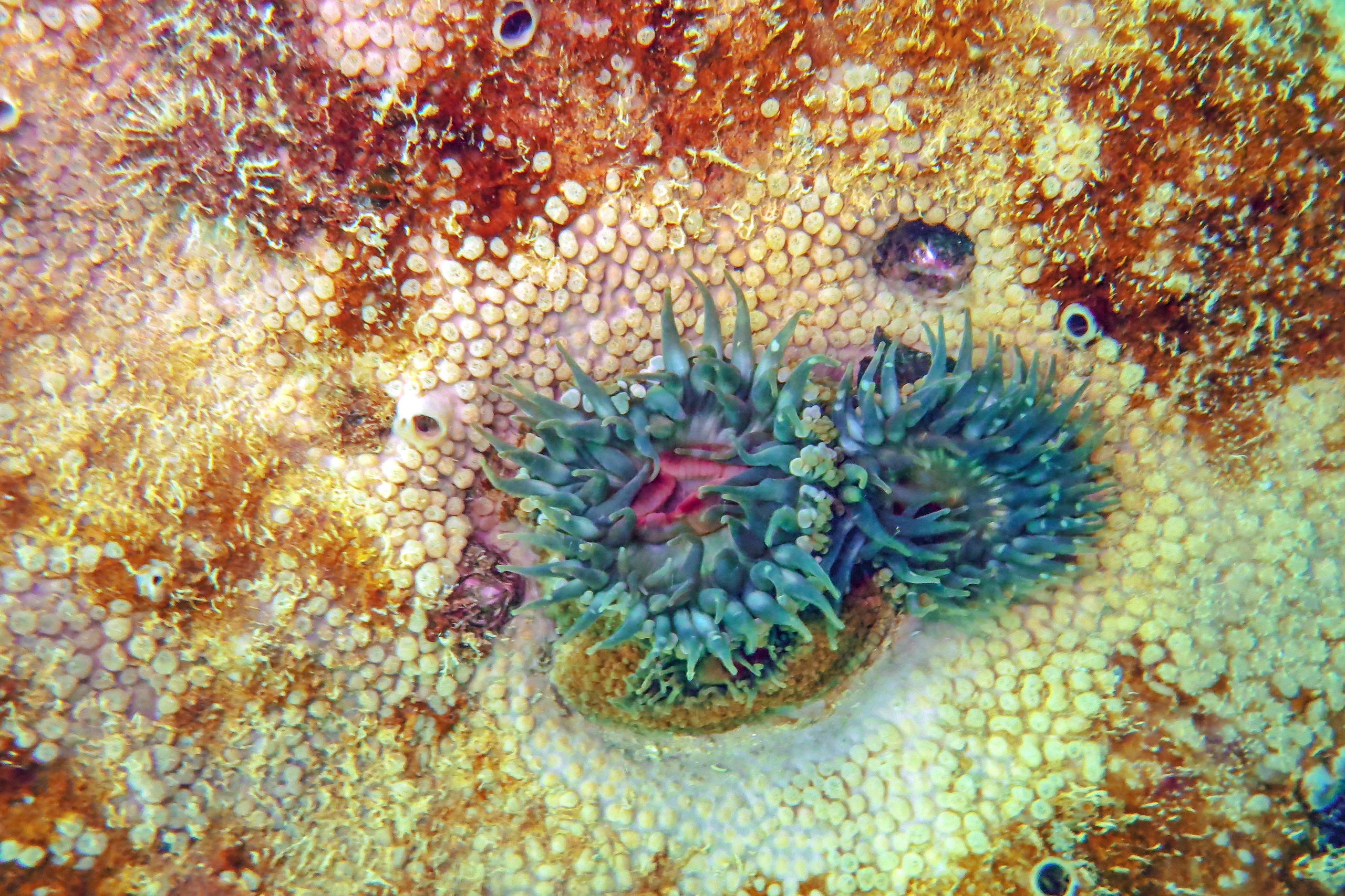 pair of anemones attached to a marine 