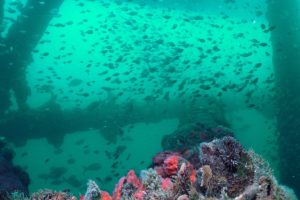 large underwater pipes on which barnacles, sponges, pearl shells and anemones grow