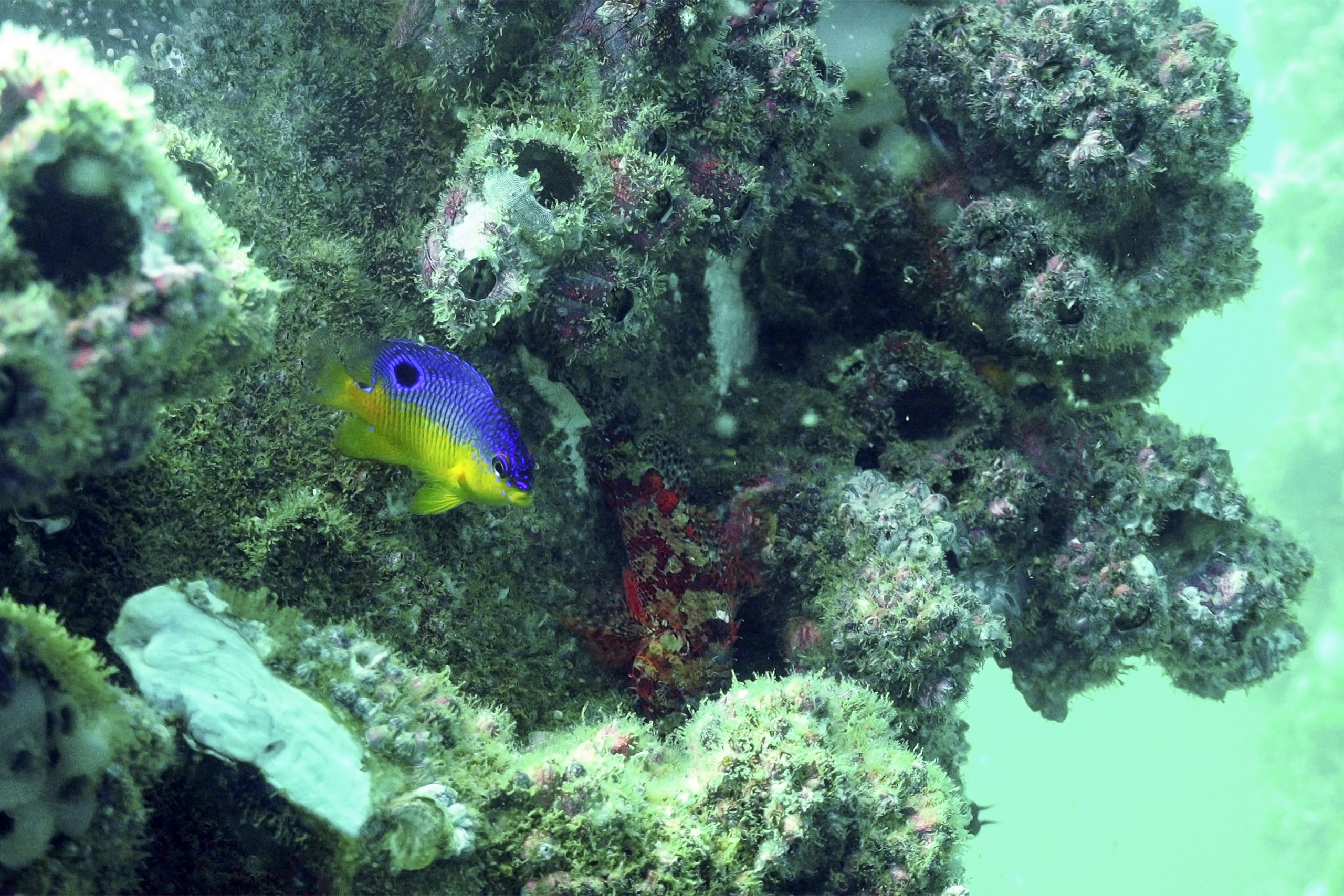 peixe donzela-de-barriga-amarela nada entre recifes de coral