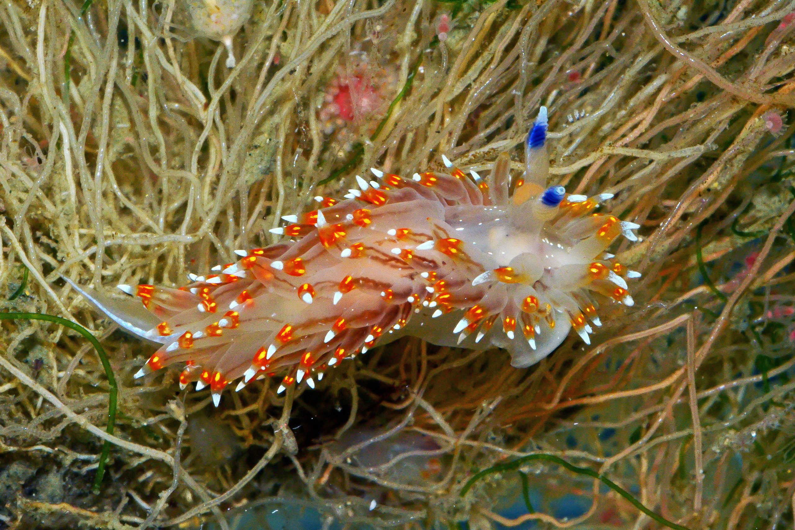 orange and white sea slug