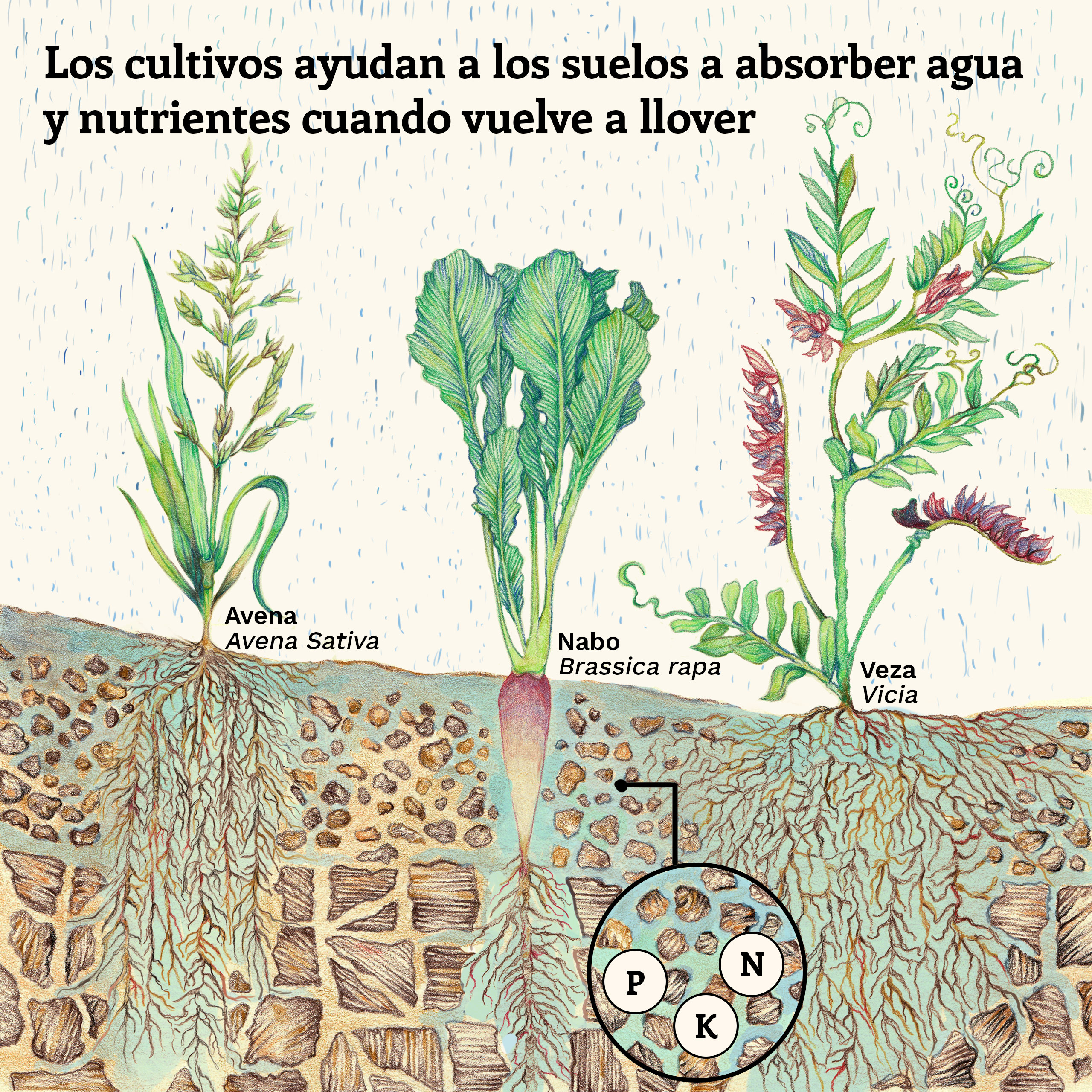 Ilustración que muestra cómo algunas especies ayudan a la estructura de los suelos