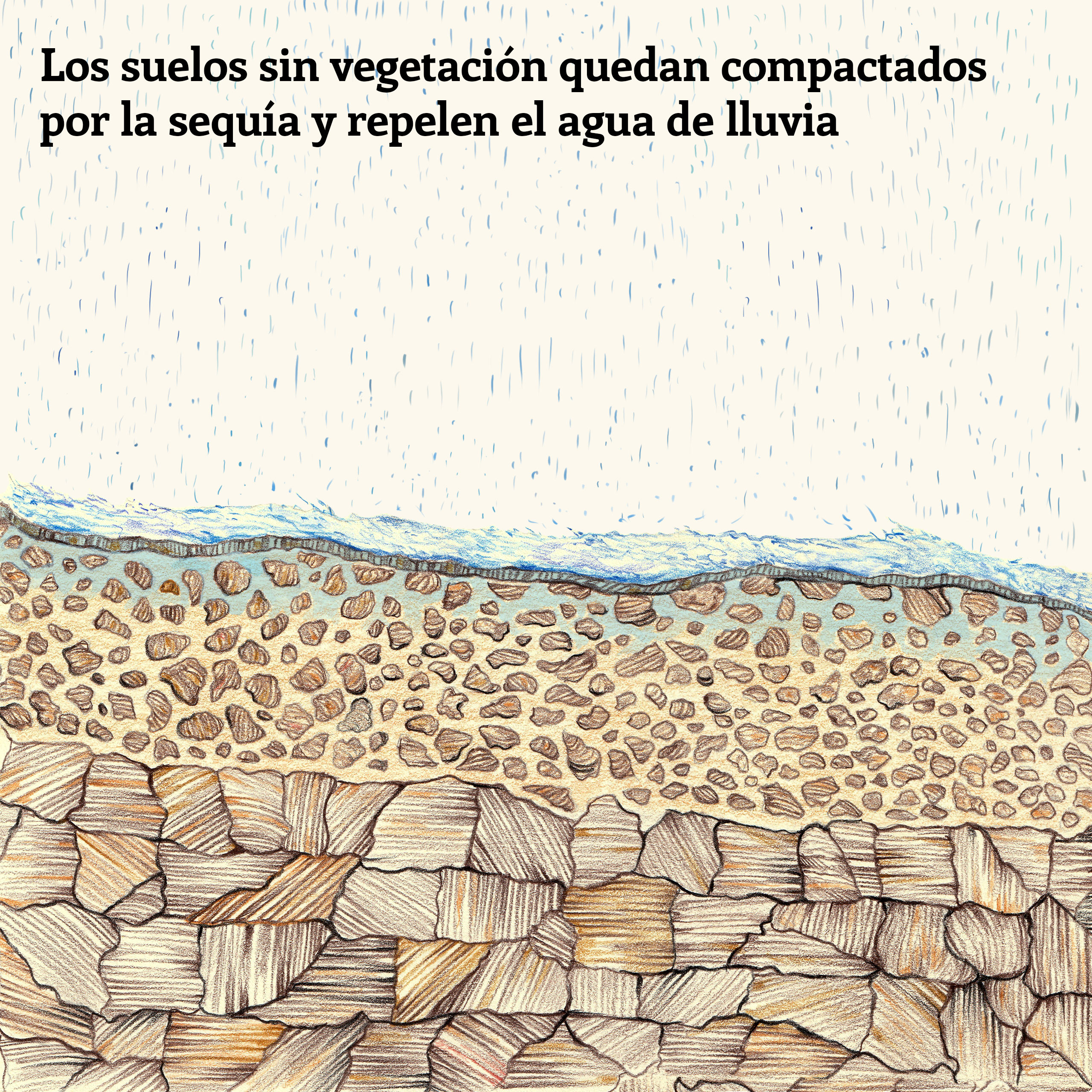 Ilustración que muestra cómo los años de sequía han compactado el suelo, provocando la repelencia del agua y posibles inundaciones cuando lleguen las lluvias.
