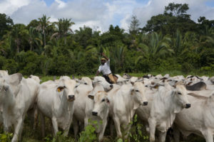 <p>Criação de gado em Figueirópolis d&#8217;Oeste, em Mato Grosso. A pecuária é a principal responsável pelo desmatamento na Amazônia brasileira (Imagem © Ricardo Funari / Greenpeace)</p>