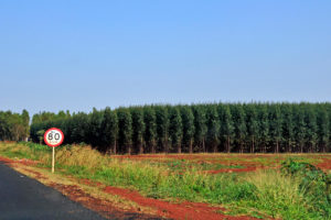 An 80km per hour road sign next to a road in front of a line of evenly spaced trees
