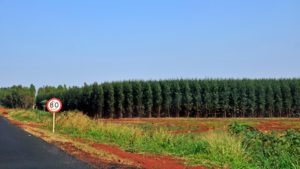 <p>Plantación de eucaliptos en Mato Grosso do Sul, Brasil. Este estado del centro-oeste brasileño es parte de la Mata Atlántica, el principal bioma afectado por la plantación de especies exóticas como el eucalipto en el país (Imagen: Alamy)</p>