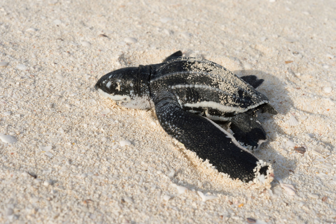 cría de tortuga tinglar en arena blanca