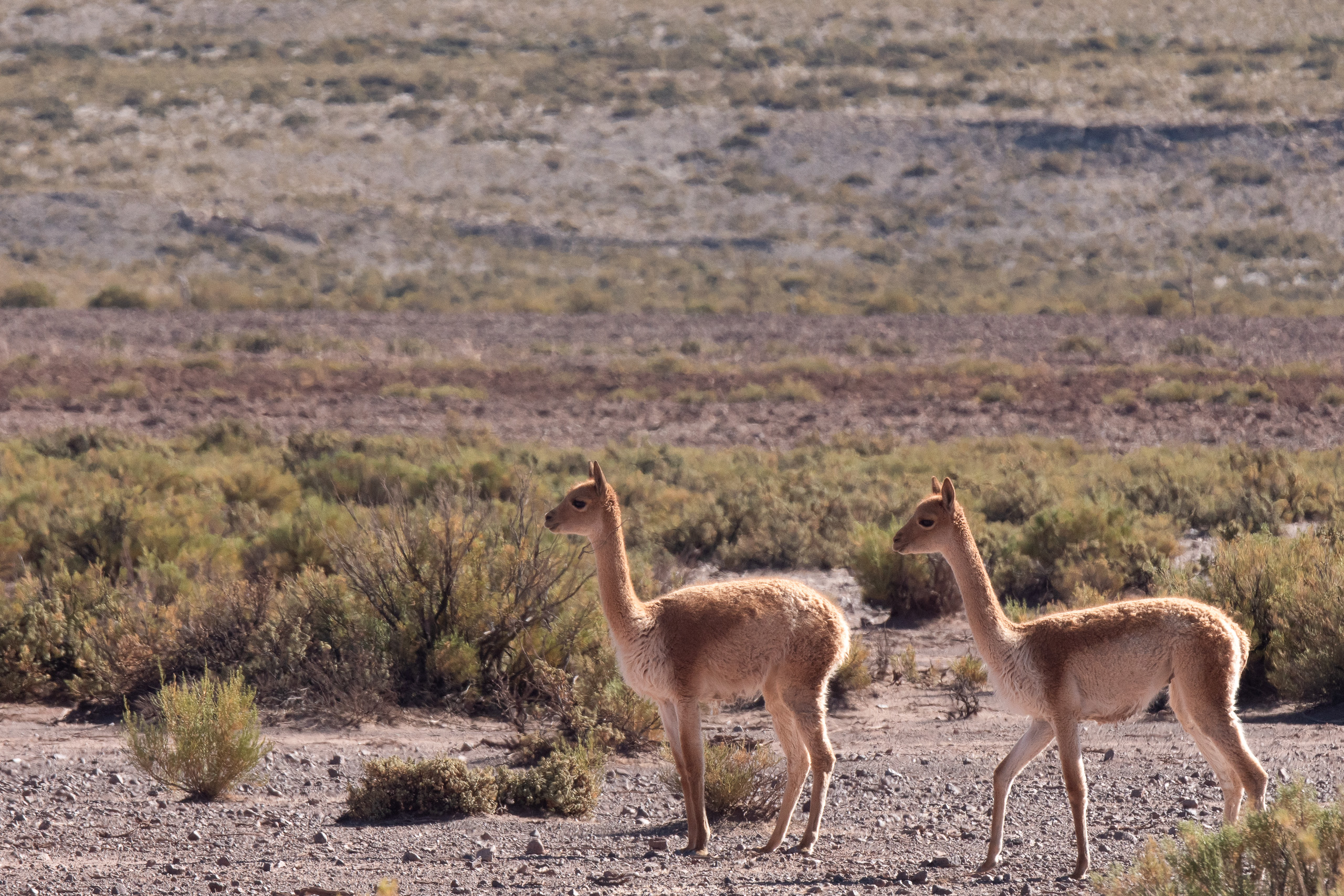 dos vicuñas al aire libre en una zona de vegetación seca