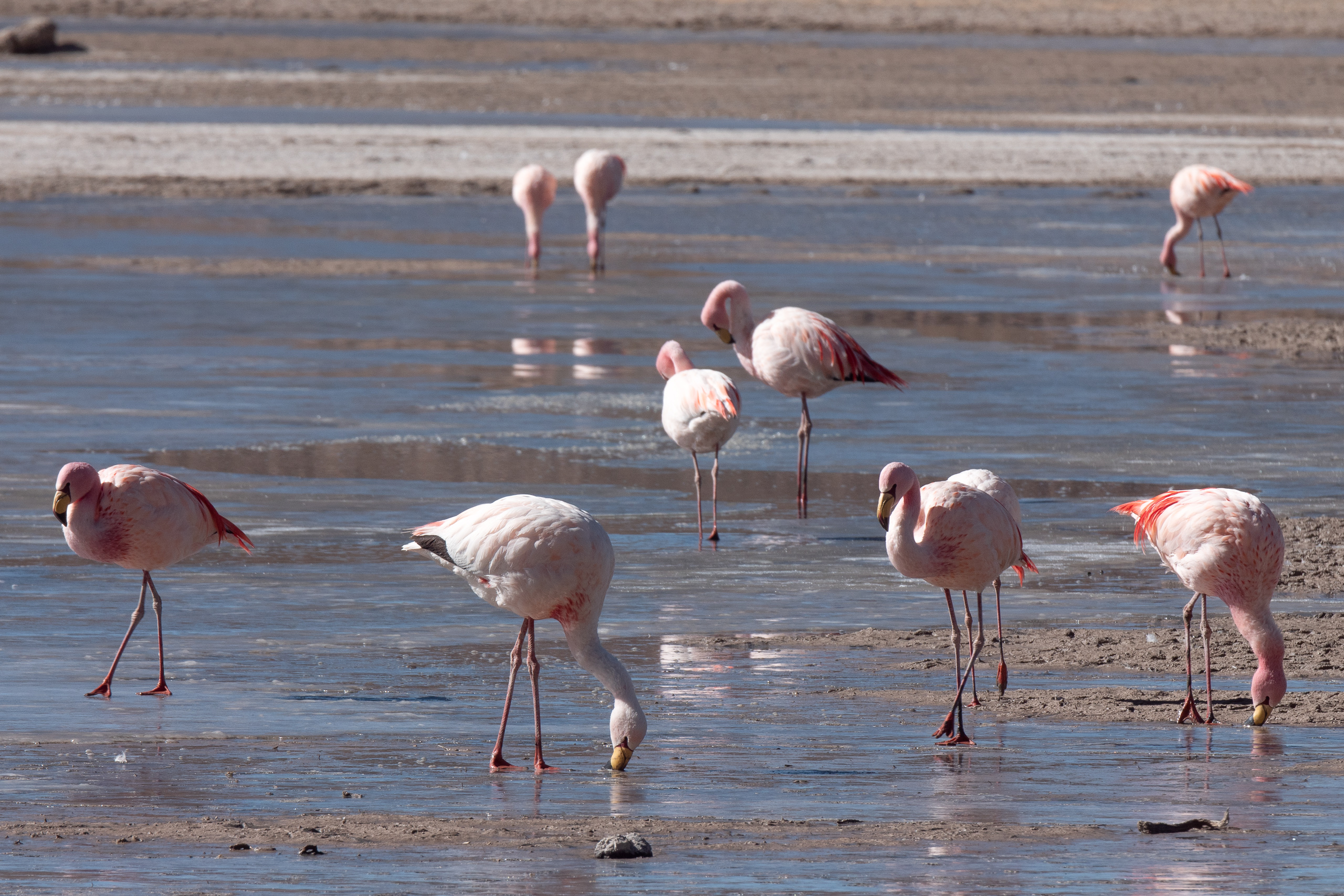 Flamingos em lagoa salgada em Mallku Villamar