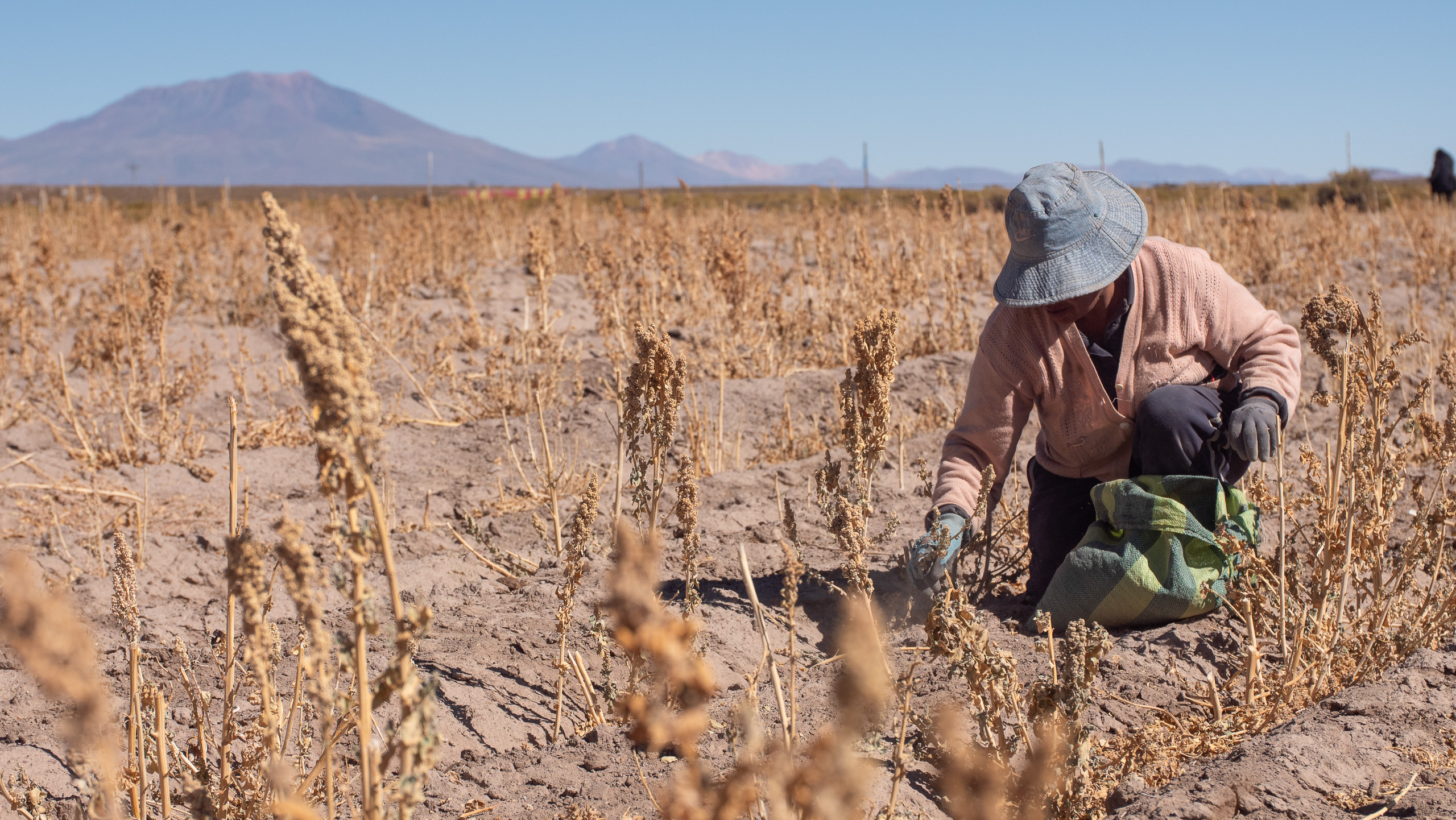 Agricultora colhe quinoa após a geada ter danificado a maioria das plantações em Aguaquiza, na fronteira com o Salar de Uyuni