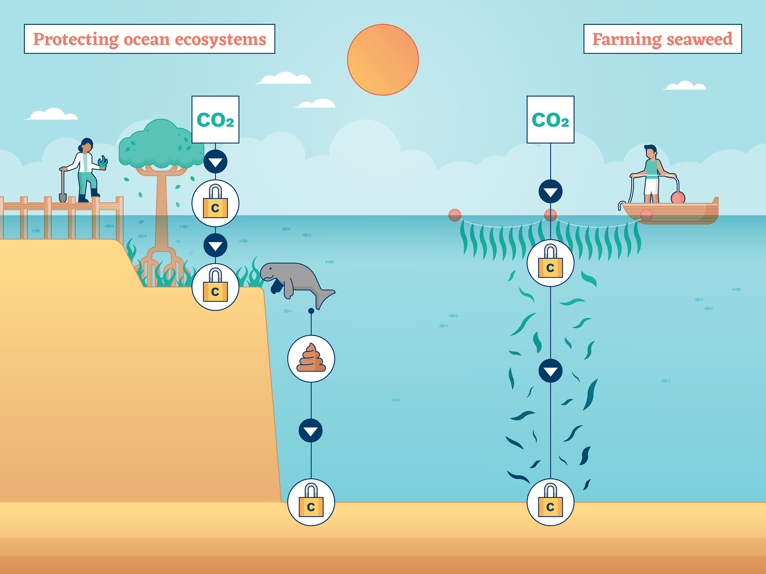 Diagram showing a cross section of the ocean, with a mangrove tree and manatee near the coast and a seaweed farm out at sea